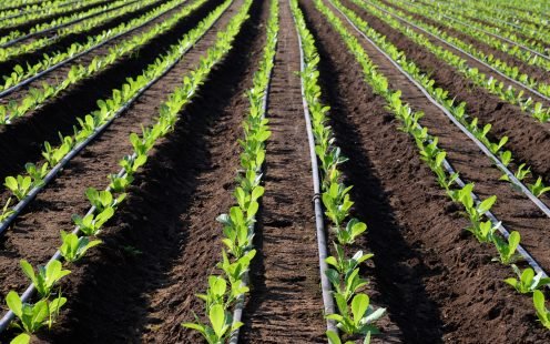 irrigation maintenance and repair project in Islamabad and Rawalpindi